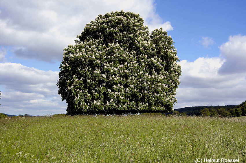 Fr&uuml;hling