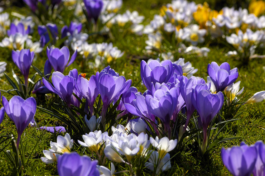 Krokusse in der Stadt