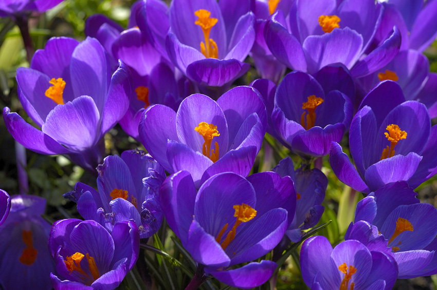 Krokusbl&uuml;ten