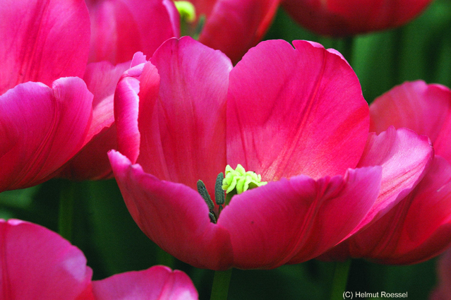 Tulpen