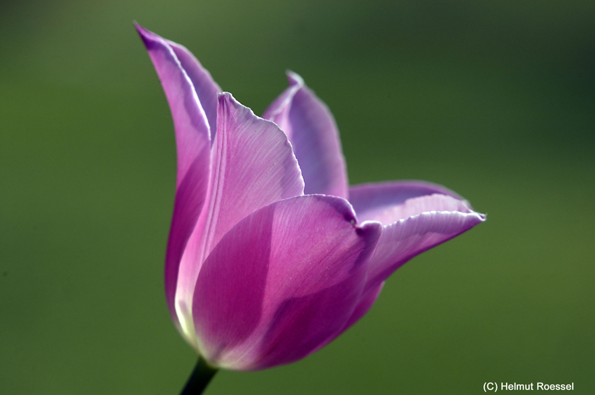 Tulpe