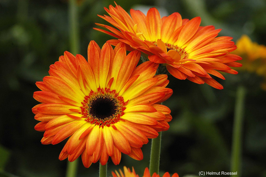 Sommerblumen