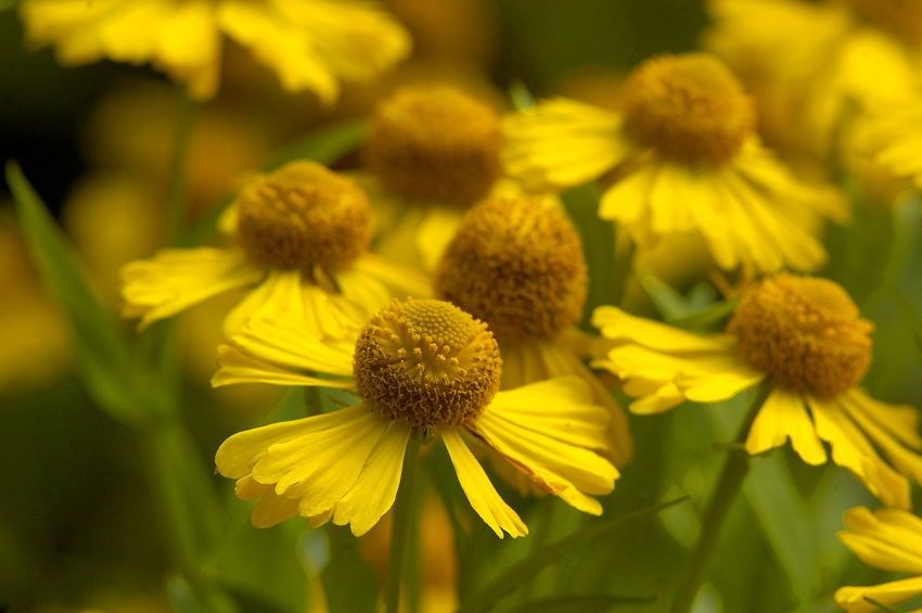 Sommerblumen