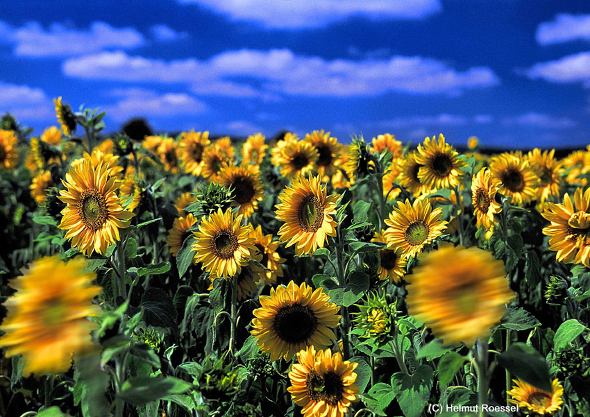 Sonnenblumenfeld