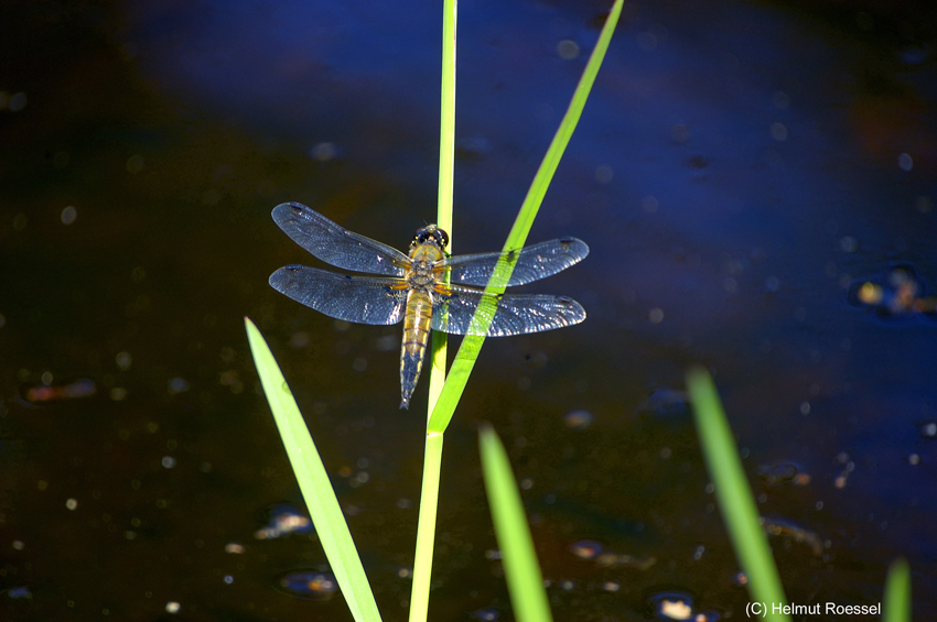 Libelle