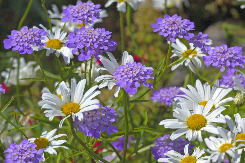 Sommerblumen