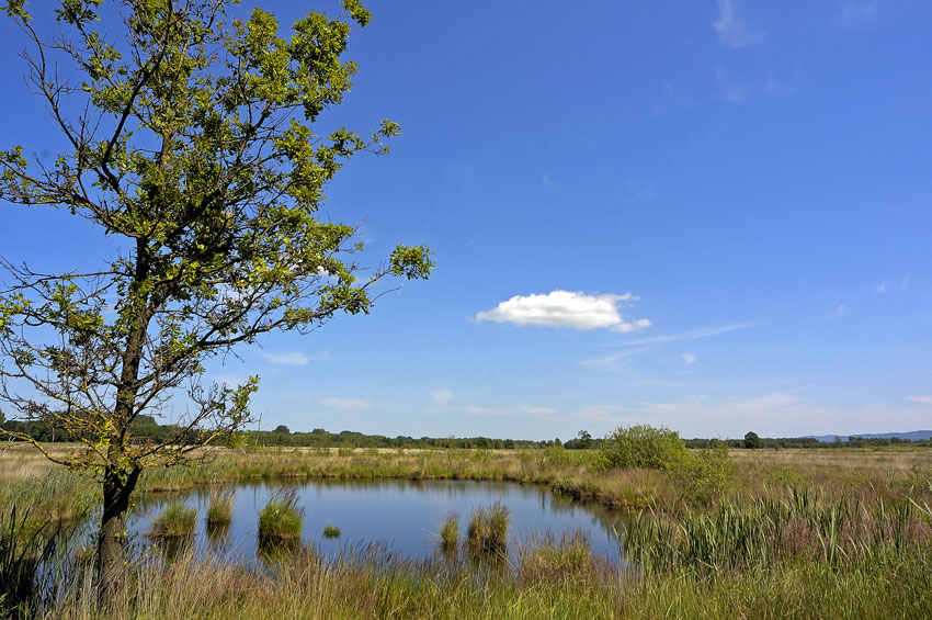 Im Gro&szlig;en Torfmoor