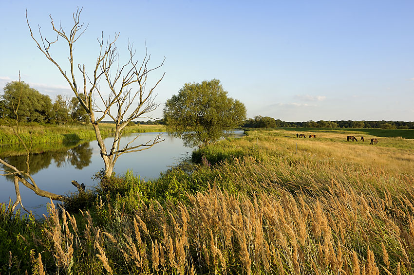 Am Elbe-Umflutkanal