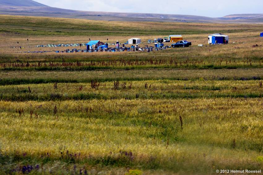 Imker in der Steppe