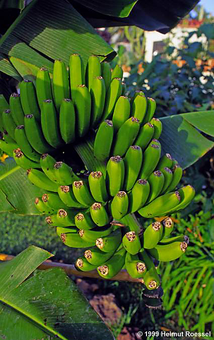 Bananen